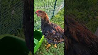 Golden Laced Wyandotte Rooster Vs Hen 🐓 11 weeks [upl. by Bruns640]