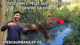 DESCOBRI O PEIXE QUE SE ESCONDE NO MEIO DA CIDADE Pesca urbana Ep 05 [upl. by Yasmeen]