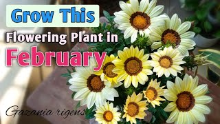 GROW THIS Flowering Plant in February  Gazania rigens  How to Care Gazania for More Flowers [upl. by Favien]