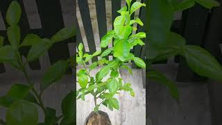 🌿 Kaffir Lime or Thai Lime Grafted Aromatic Leaves Health Benefits  Culinary Use  See Comment [upl. by Beulah]