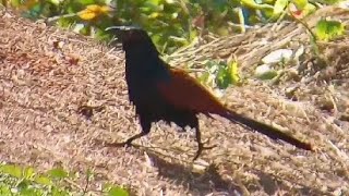 Greater Coucal on a mission🤔 [upl. by Corb]