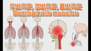 두반극근경반극근흉반극근Semispinalis muscles 완전 정복 [upl. by Lim431]