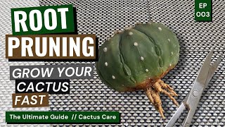 Crazy Cactus Hack Secret to Growing Cactus Fast  Cactus Care Ep 03 [upl. by Emelina]