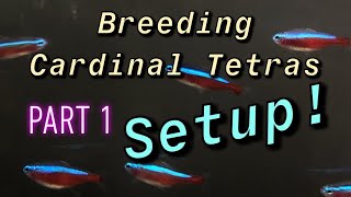 SUCCESS Breeding Cardinal Tetras Setup and Conditioning Spawning Paracheirodon axelrodi [upl. by Dusen161]