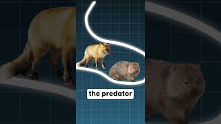 How Wombats Crush Predators with Their Butts animals wildlife australia [upl. by Itsim]