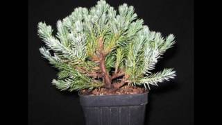 Bonsai Training Guide for Juniperus squamata [upl. by Appleton]