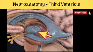 Third Ventricle  Extent  Boundaries  Recesses  Tela choroidea  Clinical correlation [upl. by Hctim]