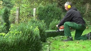 Buxus Buchsbaum Boxwood schneiden im Herbst [upl. by Polik]