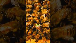 How Bees Dance to Find the Best Flowers 🌺 🐝 chill bees honey beekeeping [upl. by Raybourne768]