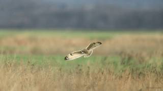 Shorteared Owl inflight  slow motion  part I [upl. by Attenaz]