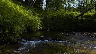 Soothing sound of a babbling brook flowing in forest Relaxing nature sounds for sleeping [upl. by Eseila284]