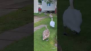 The haven swans at Haggerston Castle [upl. by Zeculon841]