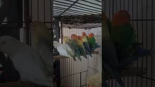 Lovebird opaline lovebirds [upl. by Iret221]