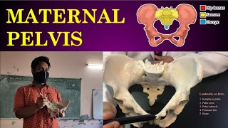 Parts of Maternal Pelvis  Nursing Lecture  Malayalam  Anatomy of Female Pelvis  OBG Practical [upl. by Sil]