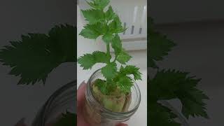 Day 6 How to grow celery vegs shorts shortvideo shortsvideo video videos [upl. by Glass505]