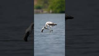 Flamingo Dance funwithbirds [upl. by Ylsel]