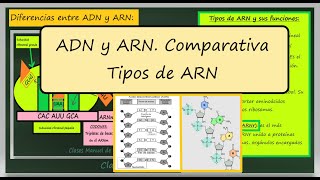 Diferencias entre ADN y ARN Tipos de ARN y sus Funciones ARNm ARNr ARNt Biología 2 Bachillerato [upl. by Yevoc996]