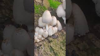 Coprinus mushrooms on a wooden log [upl. by Ylram]