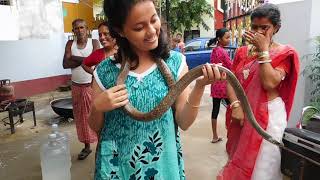 Non Venomous Rat Snake Or Darash Snake Or Dhaman Snake [upl. by Babbette123]