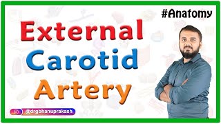 External carotid artery Anatomy  Course Branches and divisions and clinical aspects [upl. by Painter802]