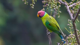 Plum Headed Parakeet  Himachal Pradesh  4K [upl. by Ck]