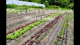 Setting up a Drip Irrigation System Start to Finish [upl. by Onit]