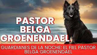 Pastor Belga Groenendael  Raza de Perro [upl. by Lennor736]