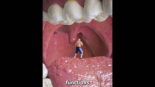 Why is it like this under the tongue shortvideos facts amazingfacts [upl. by Hakceber290]