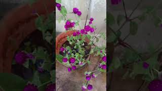 my terrace garden 🏡 globosa flowers Globeamaranth [upl. by Michaelina]