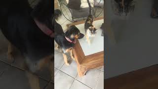 Chat 🐱 vs chien 🐶funnyshorts [upl. by Glenden]