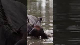 Wildebeest Escapes Vicious Crocodile Attack 🦓🐊 [upl. by Selmore]