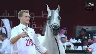 N 218 ALKAYDAH AL SRAIYA Al Shaqab International Arabian Horse Show 2024 Mares 4 6 Years Old Cla [upl. by Enautna232]