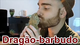 Papo de Biólogo Dragãobarbudo Pogona vitticeps [upl. by Zolner]