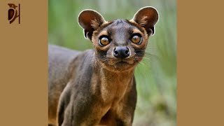 Fossa The Largest Carnivore in Madagascar [upl. by Annairda]