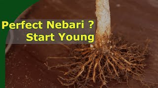 Creating better nebari on bonsai with young plants [upl. by Rodmann]