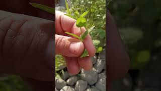 Another Monster Spearmint Plant Growing Wild At The Walla Walla River [upl. by Yllus168]