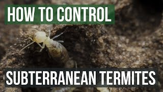 How to Control Subterranean Termites [upl. by Onilatac]