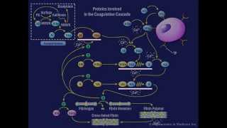 The Coagulation Cascade [upl. by Ielerol]