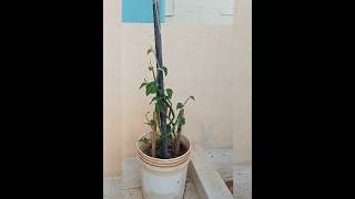 மாடித்தோட்டத்தில் பிரண்டை செடி வளர்ப்பு  Grow Veldt grape n terrace garden [upl. by Alegre]