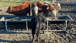 Got Cattle Going to Market on Friday [upl. by Valerie437]