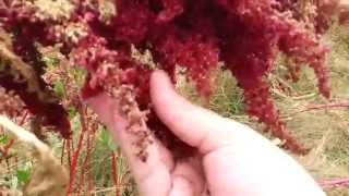 When To Harvest Amaranth [upl. by Norma]