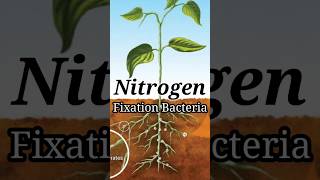 The Power of Nitrogen Fixation Bacteria in Natural Farming [upl. by Aillil340]