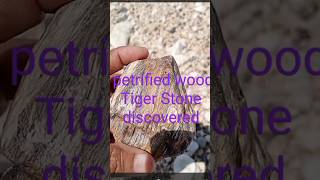 Petrified wood Tiger Stone Discovered [upl. by Haywood]