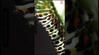 🐛Papilio machaon  Old World swallowtail CATERPILLAR  Oruga Macaón shorts nature new [upl. by Nyleuqcaj]