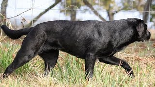 BEST OF LABRADOR  THE MOST STUNNING BLACK LABRADOR RETRIEVER [upl. by Eedahs]