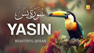 Worlds most Relaxing Quran recitation of Surah Yasin Yaseen سورة يس  Zikrullah TV [upl. by Kono]