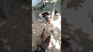 Chicken eat rice and Sola food meanmeankh chicken cooking geese shortvideo [upl. by Alyakem546]