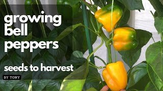 Grow bell peppers from seeds to harvest [upl. by Artnoed]