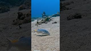 Goatfish calm fish lovethereef beautifulanimals aquarium oceanreef beautifulfish ocean [upl. by Ahseen157]