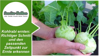 Kohlrabi ernten Richtiger Schnitt ✂️ und den passenden Zeitpunkt zur Ernte erkennen [upl. by Hilaria]